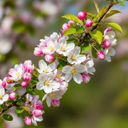 6ft Half-Standard 'Evereste' Crabapple Tree | Mature Bare Root Tree | 6/8cm Girth