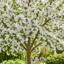 7ft Half-Standard 'Evereste' Crabapple Tree | Mature Bare Root Tree | 6/8cm Girth