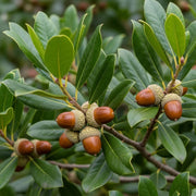 5ft Evergreen Oak Tree | Quercus Ilex | 9L Pot | 2 Years Old