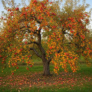 A 'Falstaff' Apple Tree, laden with red apples & golden leaves, under a clear sky. Fallen apples dot the green grass below.