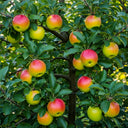 'Bountiful', 'Braeburn Hillwell' & 'Lord Lambourne' (Bare Root) Trio Tree