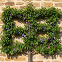 Fan-Trained 'Victoria' Plum Tree | 5ft | 9L Pot