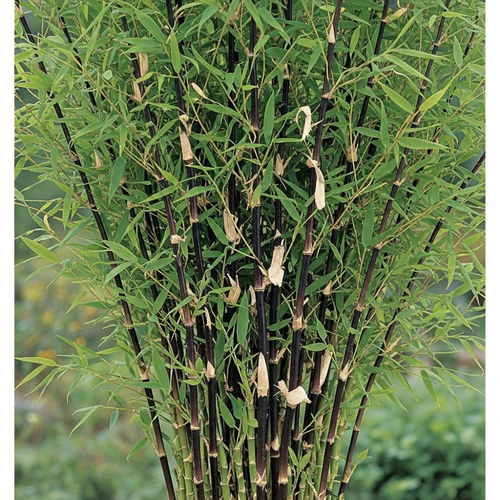 Dense cluster of tall, slender Clumping Black Bamboo | Fargesia nitida 'Black Pearl' stalks with vibrant green leaves, against a blurred natural background.