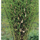 Dense cluster of tall, slender Clumping Black Bamboo | Fargesia nitida 'Black Pearl' stalks with vibrant green leaves, against a blurred natural background.