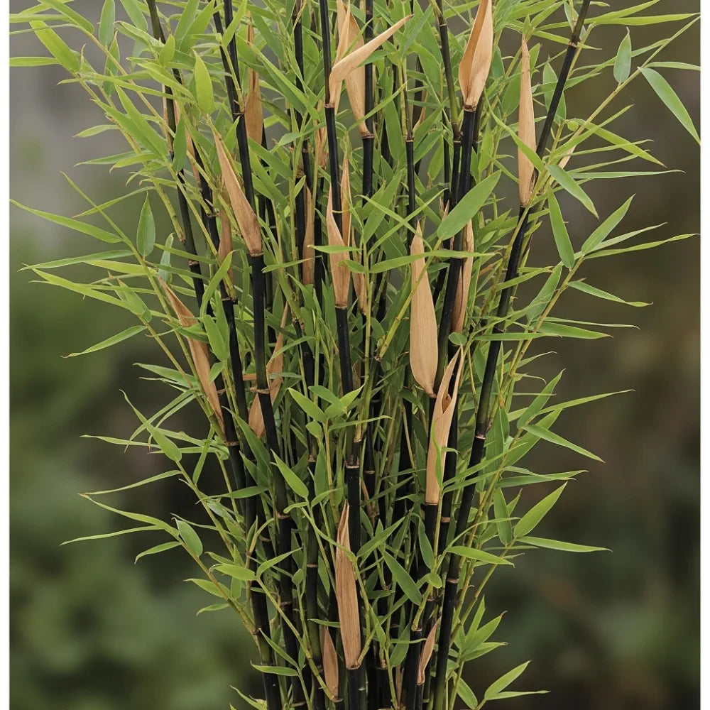 Tall, black-culmed Fargesia nitida 'Black Pearl' bamboo with vibrant green and some dried leaves, against a blurred natural background.