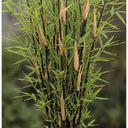 Tall, black-culmed Fargesia nitida 'Black Pearl' bamboo with vibrant green and some dried leaves, against a blurred natural background.