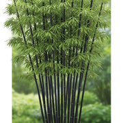 3ft 'Black Pearl' Bamboo | 5L Pot