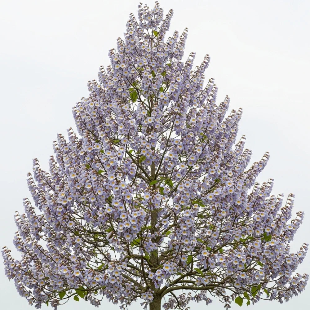 5ft Pyramidal Foxglove Tree | Paulownia tomentosa 'Fast Blue' | 4.5L P ...