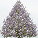 5ft Pyramidal Foxglove Tree | Paulownia tomentosa 'Fast Blue' | 4.5L Pot | 2 Years Old