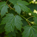 90cm Field Maple Hedging | Acer campestre | Bare Root
