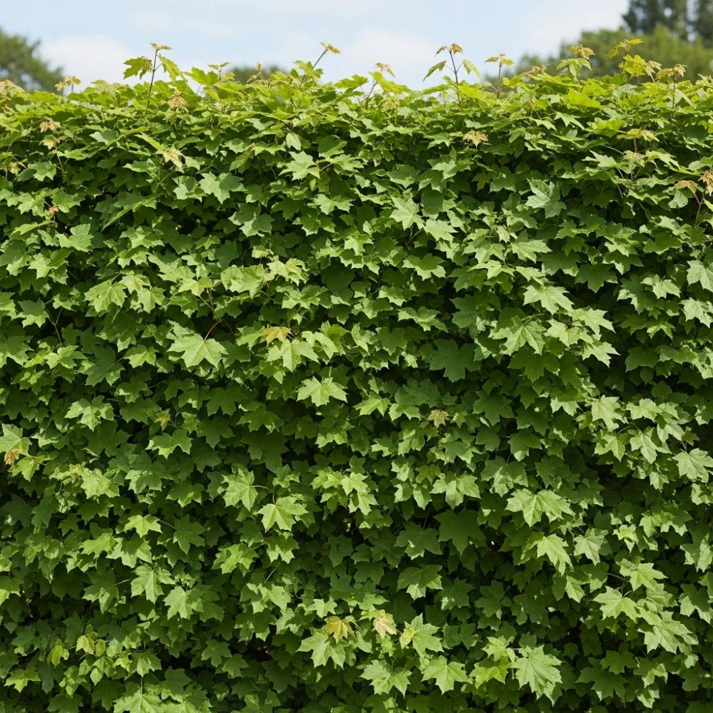 45-60cm Field Maple Hedging | Acer campestre | Bare Root