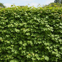 90cm Field Maple Hedging | Acer campestre | Bare Root