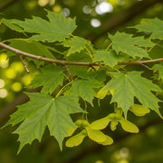 3ft Field Maple Hedging | Acer campestre | 3L Pot