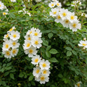 60cm Field Rose Hedging | Rosa arvensis | Bare Root