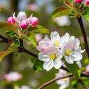 5ft 'Fiesta' Apple Tree | 7.5L Pot | 2 Years Old