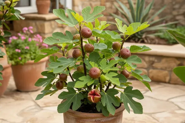 Fig Trees