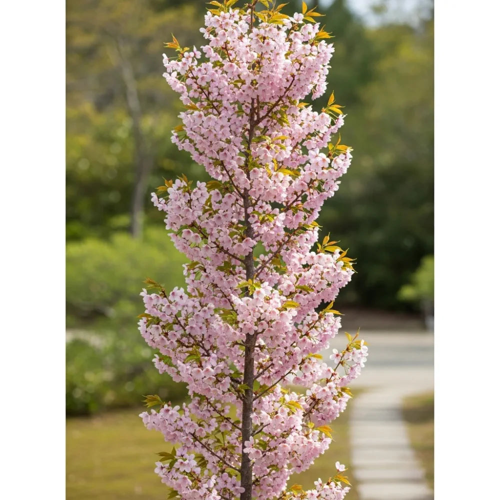 5ft 'Flagpole' Cherry Blossom Tree | Prunus Amanogowa | 9L Pot | 2 Years Old