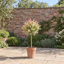 Flamingo Willow Standard in a courtyard garden