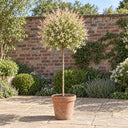 Flamingo Willow Standard in a courtyard garden