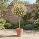 Flamingo Willow Standard in a courtyard garden