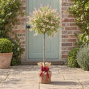 Gift Wrapped Flamingo Willow Standard in a courtyard garden