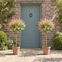 Pair of Flamingo Willow Standards in a courtyard garden