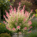 7ft 'Flamingo' Willow Tree | XL Salix Integra Hakuro Nishiki | 7.5L Pot