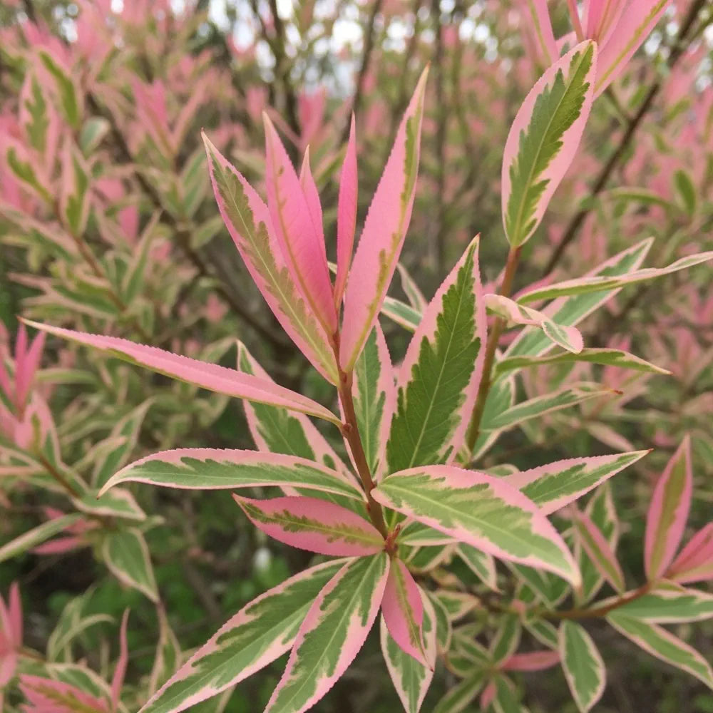 6ft 'Flamingo' Willow Tree | XL Salix Integra Hakuro Nishiki | 7.5L Pot