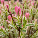 4ft 'Flamingo' Willow Tree | Salix Integra Hakuro Nishiki | 3L Pot