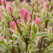 Pair of 4ft Flamingo Willow Trees | Salix Integra Hakuro Nishiki | 2 x 3L Pot