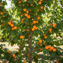 5ft 'Flavourcot' Apricot Tree | 7.5L Pot | 1 Years Old