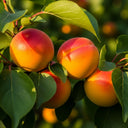 3ft 'Flavourcot' Apricot Tree