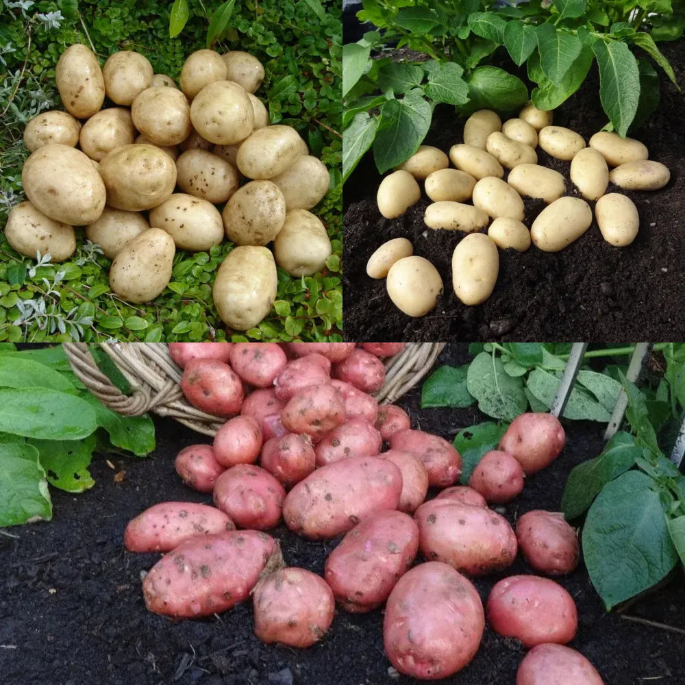 Seed Potatoes For Beginners Pack