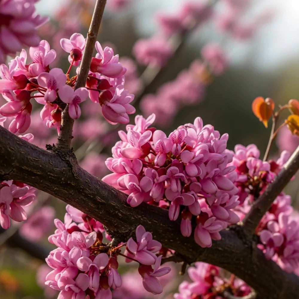 4ft 'Forest Pansy' Canadian Redbud Tree | Cercis canadensis | 4.5L Pot