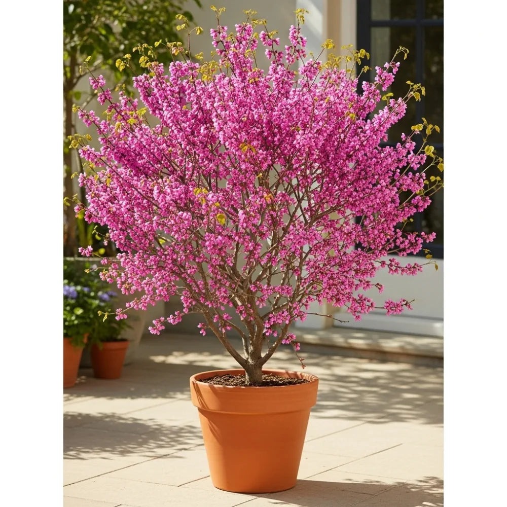 4ft 'Forest Pansy' Canadian Redbud Tree | Cercis canadensis | 4.5L Pot