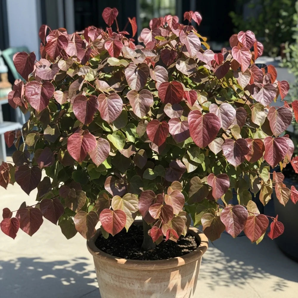 4ft 'Forest Pansy' Canadian Redbud Tree | Cercis canadensis | 4.5L Pot