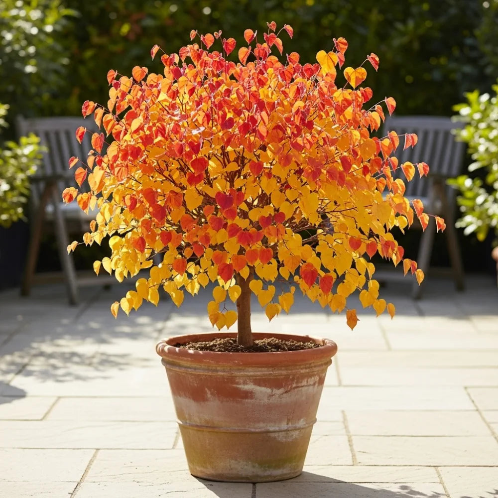 4ft 'Forest Pansy' Canadian Redbud Tree | Cercis canadensis | 4.5L Pot