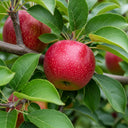5ft Fortune' Apple Tree | Bare Root | 2 Years Old