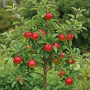 5ft Fortune' Apple Tree | 9L Pot | 2 Years Old