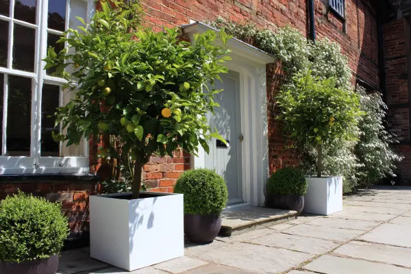 Lemon Trees