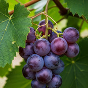 A cluster of ripe purple grapes from the Full Season Grape Vines Collection, hanging from a vine, surrounded by lush green leaves.