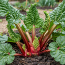 adjust the Full Season Rhubarb Collection plant with large, crinkled green leaves and thick red stalks growing in rich, dark soil in a garden setting.