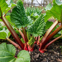 Vibrant Full Season Rhubarb Collection plant with large green leaves and red stalks growing in a garden, surrounded by soil and greenery.