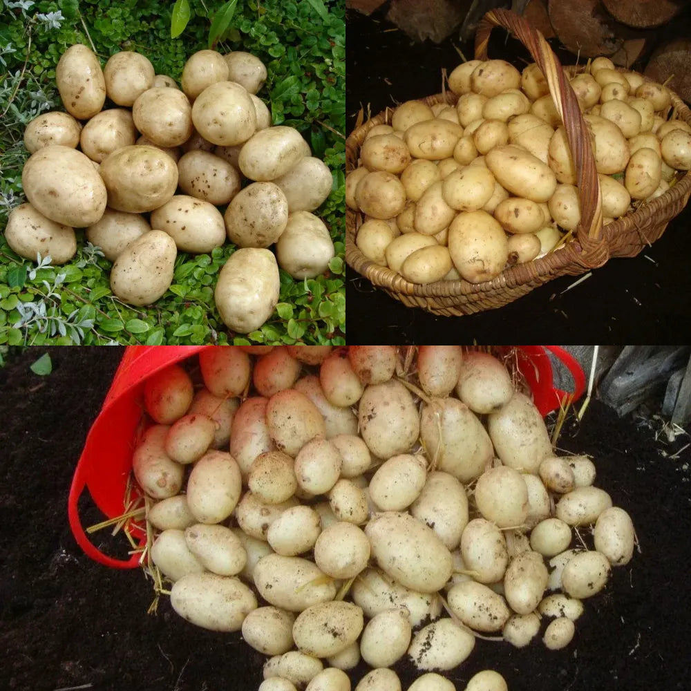 Full Season Seed Potato Pack