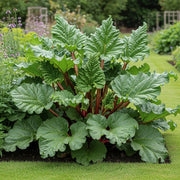'Fulton's Strawberry Surprise' Rhubarb Plant | 3 Bare Root Crowns