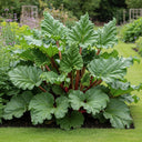 Fulton's Strawberry Surprise' Rhubarb Plant | 3 x 9cm Pots