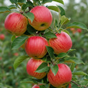 5ft 'Gala' Apple Tree | 7.5L Pot | 2 Years Old