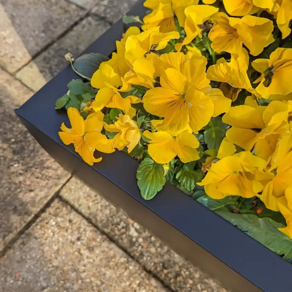 matte black cubic planters on Woven Wood
