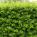 90cm Garden Privet Hedging | Ligustrum ovalifolium | Bare Root