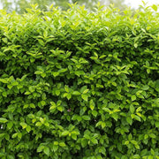 60-90cm Garden Privet Hedging | Ligustrum ovalifolium | Bare Root